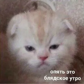 Кися