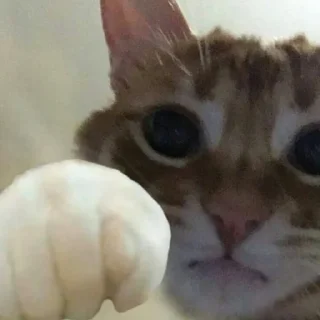 🐾