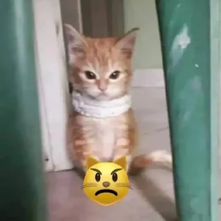 😾