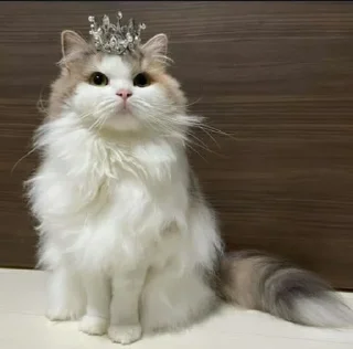 🌟
