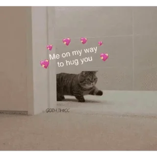 🐱