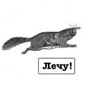 🐿