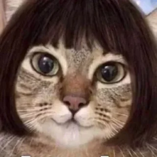 😺