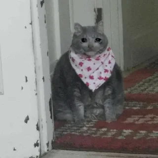 @Gif_Amoyi | 🐈