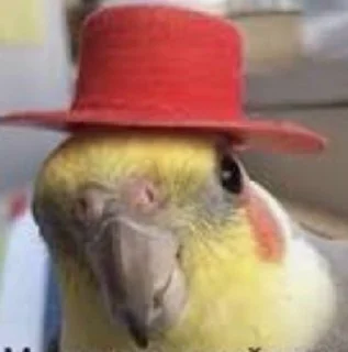 🎩