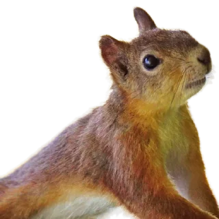 🐿️