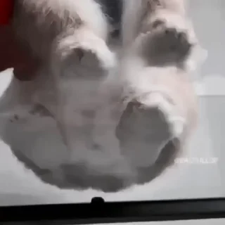 🐇