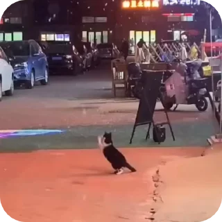 😻
