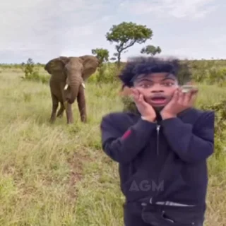 🐘
