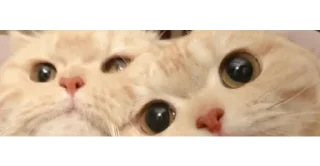 🐱