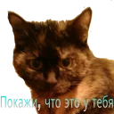 Кошка разговора