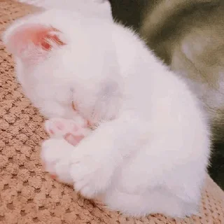 🐾