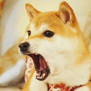 🐶