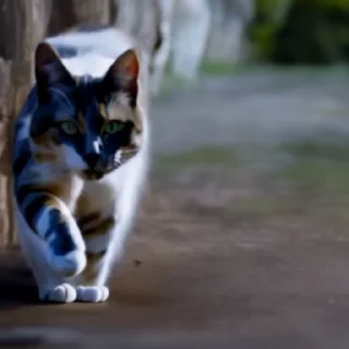 🏃‍♂️