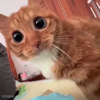 🐾