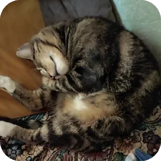 🐱