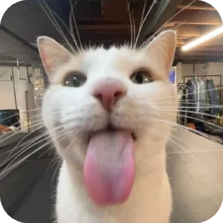 🐱