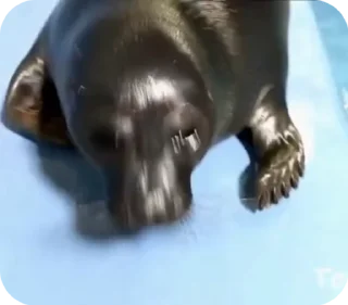 🦭