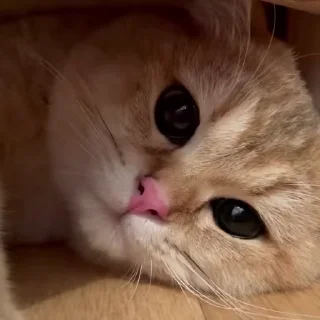 🐈