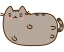 🐱