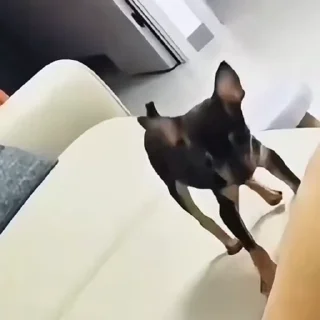 🐩