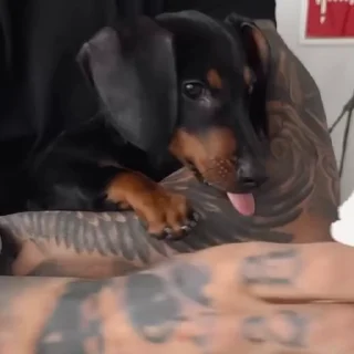🐩