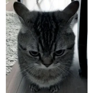 ►Kittens◄→@Barbara_info