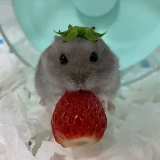🐹