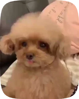 🐶