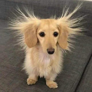 🐶