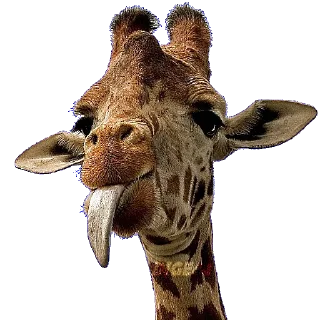 🦒