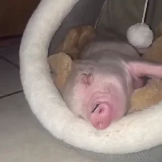 🐽