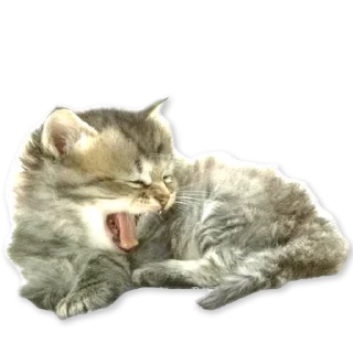 😽