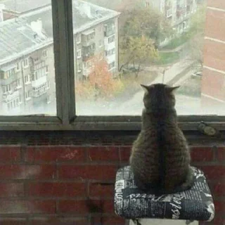 😺