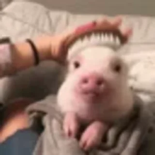 🐷