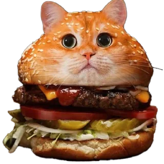 🐱