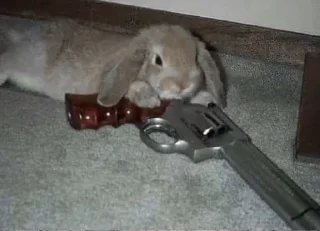 🐇