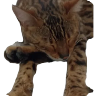 🐱
