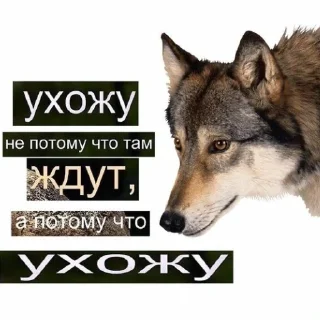 🐺
