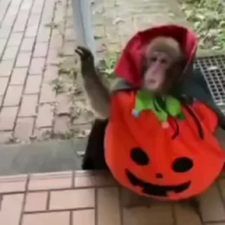 🌟