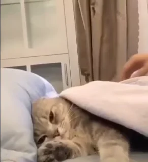 🐈
