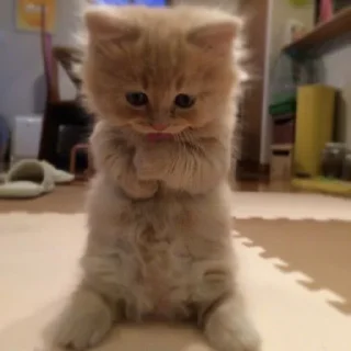 🐱