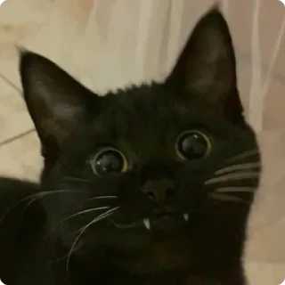 😺