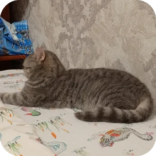 🐱