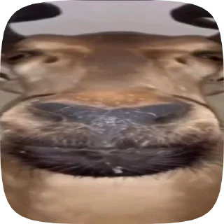 🦌