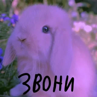 🐰
