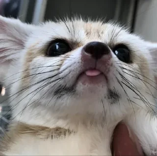 👅