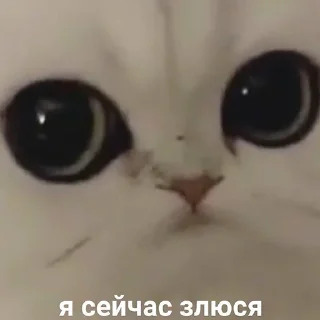 🐶