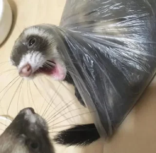 🤩