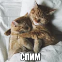 💤